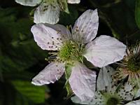 Framboises (Pas de Calais) (02) (Photo F. Mrugala)